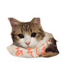猫どうし（個別スタンプ：2）