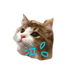 猫どうし（個別スタンプ：3）