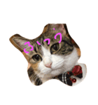 猫どうし（個別スタンプ：4）