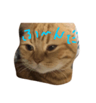 猫どうし（個別スタンプ：6）
