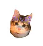 猫どうし（個別スタンプ：7）