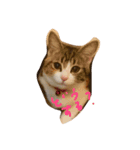 猫どうし（個別スタンプ：8）