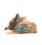 パピヨンショコラのつぶやき（個別スタンプ：1）