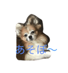 パピヨンショコラのつぶやき（個別スタンプ：2）
