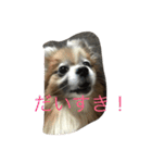 パピヨンショコラのつぶやき（個別スタンプ：3）