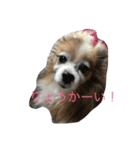 パピヨンショコラのつぶやき（個別スタンプ：4）