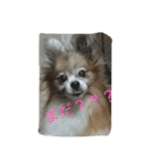 パピヨンショコラのつぶやき（個別スタンプ：6）