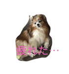 パピヨンショコラのつぶやき（個別スタンプ：9）