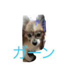 パピヨンショコラのつぶやき（個別スタンプ：11）
