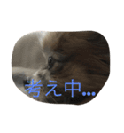 パピヨンショコラのつぶやき（個別スタンプ：13）