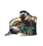 パピヨンショコラのつぶやき（個別スタンプ：15）