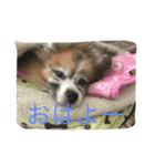 パピヨンショコラのつぶやき（個別スタンプ：16）