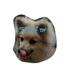 ponta gokoro（個別スタンプ：3）