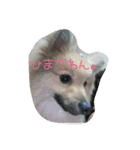 ponta gokoro（個別スタンプ：4）