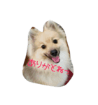 ponta gokoro（個別スタンプ：10）