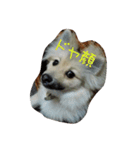 ponta gokoro（個別スタンプ：11）