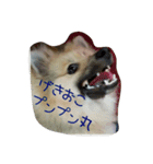 ponta gokoro（個別スタンプ：12）