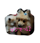 ponta gokoro（個別スタンプ：13）