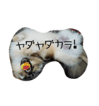 ponta gokoro（個別スタンプ：16）