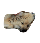 ponta gokoro（個別スタンプ：17）