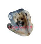 ponta gokoro（個別スタンプ：22）