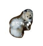 ponta gokoro（個別スタンプ：24）