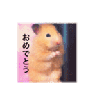 はむらんどpart3（個別スタンプ：5）