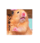 はむらんどpart3（個別スタンプ：6）