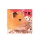 はむらんどpart3（個別スタンプ：7）