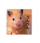 はむらんどpart3（個別スタンプ：10）