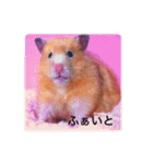 はむらんどpart3（個別スタンプ：13）