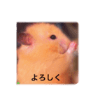 はむらんどpart3（個別スタンプ：17）