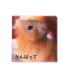 はむらんどpart3（個別スタンプ：18）