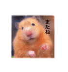 はむらんどpart3（個別スタンプ：20）