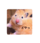 はむらんどpart3（個別スタンプ：30）