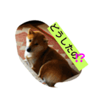 柴犬くう3（個別スタンプ：1）