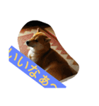 柴犬くう3（個別スタンプ：2）