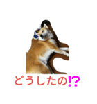 柴犬くう3（個別スタンプ：3）