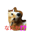 柴犬くう3（個別スタンプ：4）