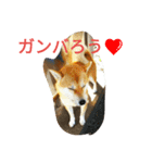 柴犬くう3（個別スタンプ：5）