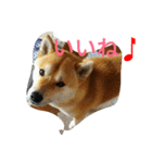 柴犬くう3（個別スタンプ：6）