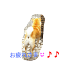 柴犬くう3（個別スタンプ：7）