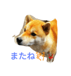 柴犬くう3（個別スタンプ：8）