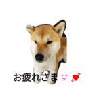 柴犬くう3（個別スタンプ：9）