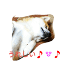 柴犬くう3（個別スタンプ：10）