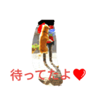 柴犬くう3（個別スタンプ：11）