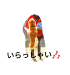 柴犬くう3（個別スタンプ：12）