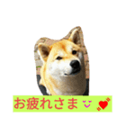 柴犬くう3（個別スタンプ：14）