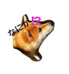柴犬くう3（個別スタンプ：15）