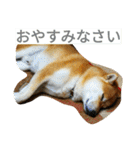 柴犬くう3（個別スタンプ：16）